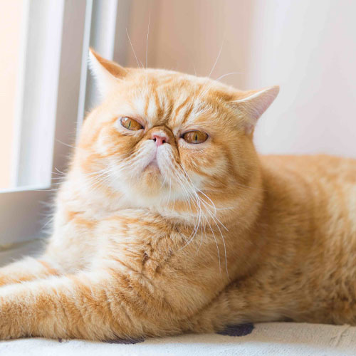 Exotic shorthair