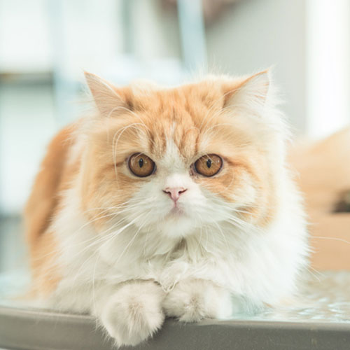 Flatnose