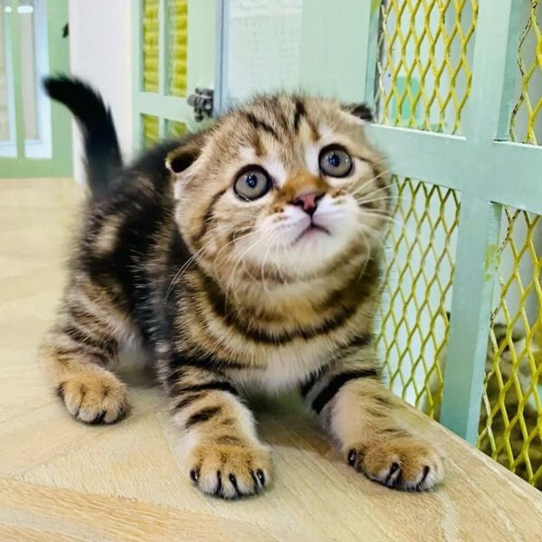 Kucing - Gambar 2