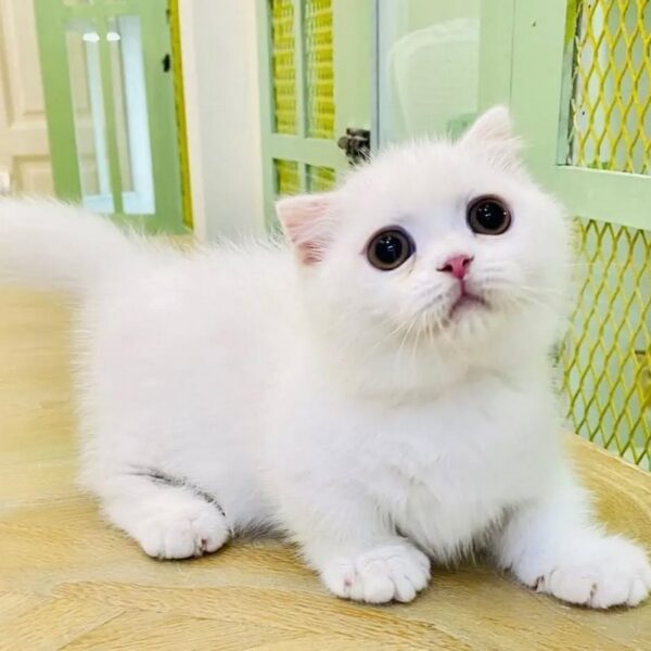 Kucing