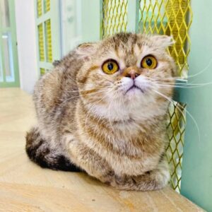 Kucing