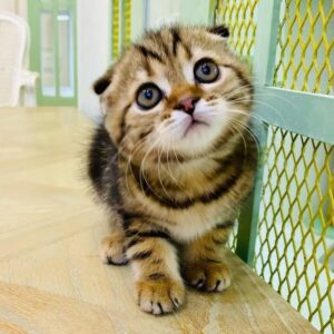 Kucing