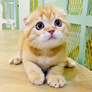 Kucing