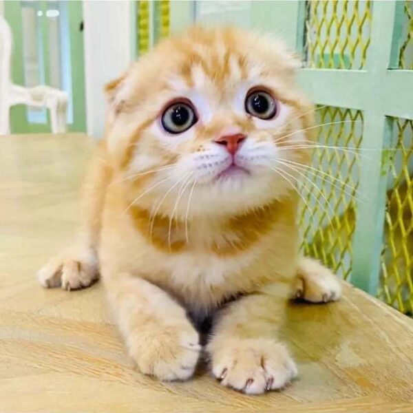 Kucing