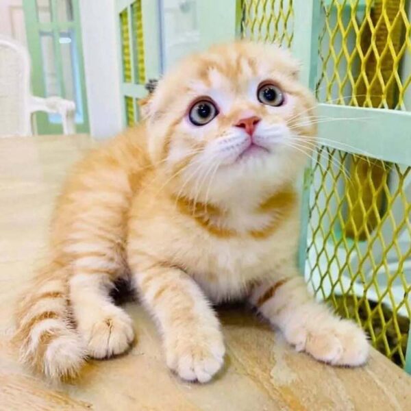 Kucing - Gambar 2