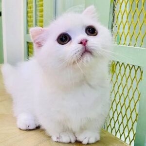Kucing