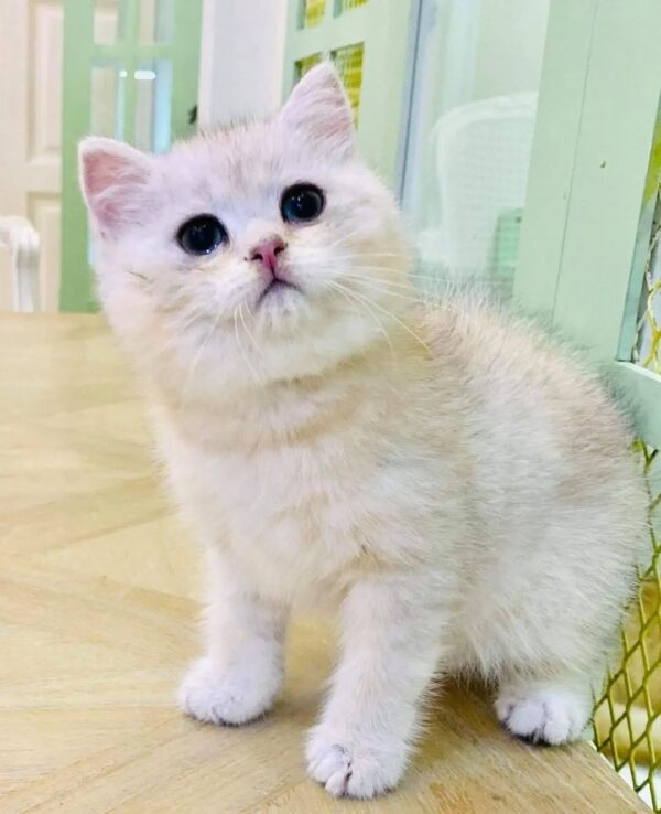 Kucing