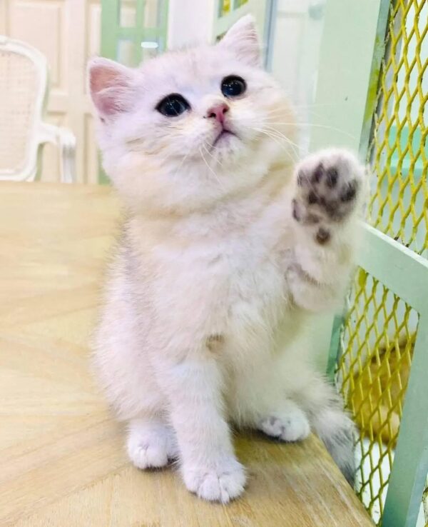 Kucing - Gambar 2