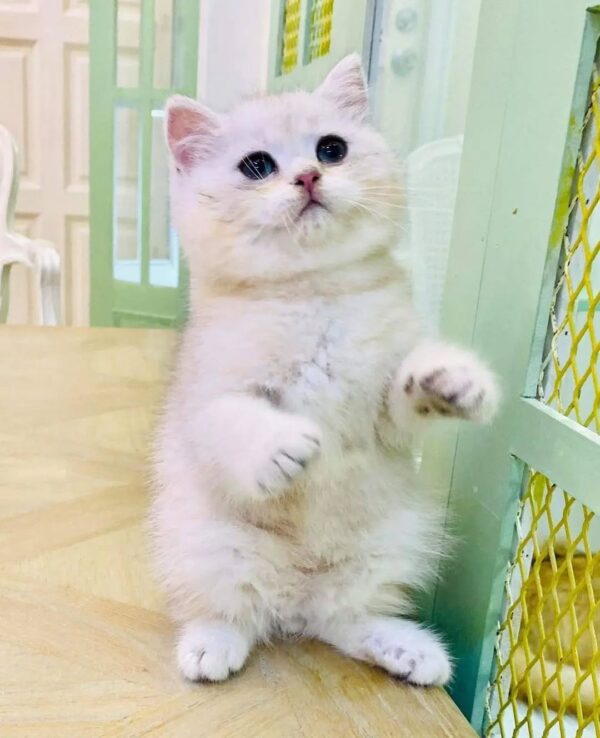 Kucing - Gambar 3