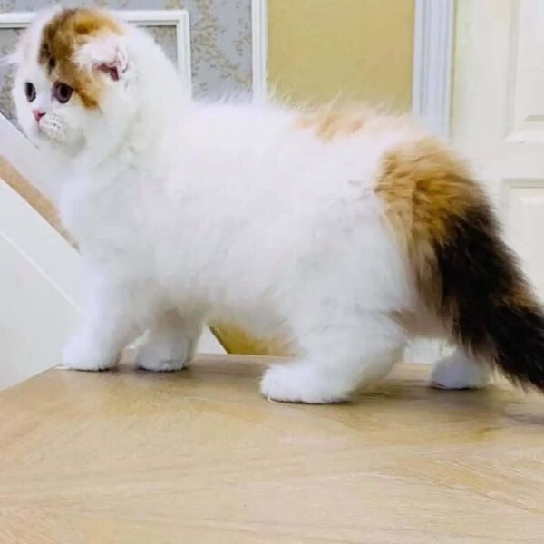 Kucing - Gambar 2
