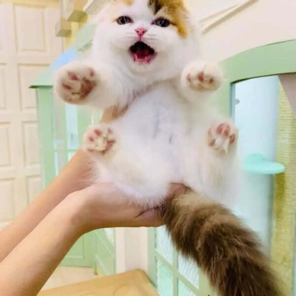 Kucing - Gambar 3