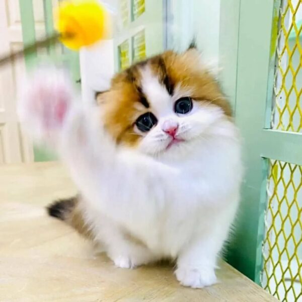 Kucing - Gambar 2