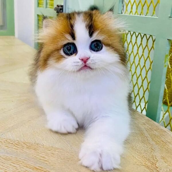 Kucing - Gambar 3
