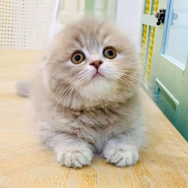 Kucing