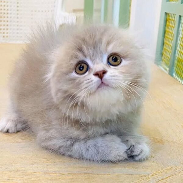 Kucing - Gambar 3