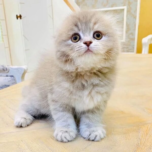 Kucing - Gambar 2