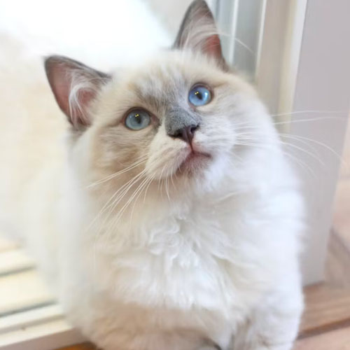 Munchkin