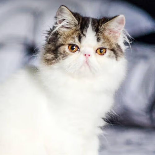 Peaknose
