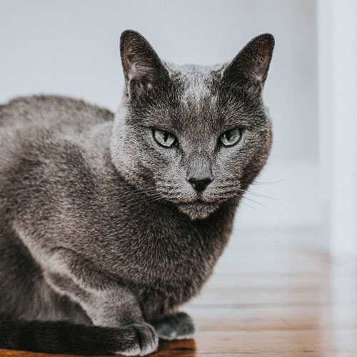 Russian blue