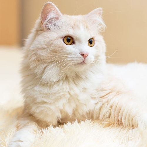 Turkish Angora