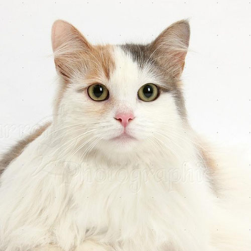 Turkish van