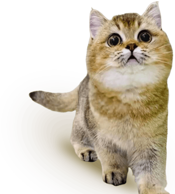 cat-2