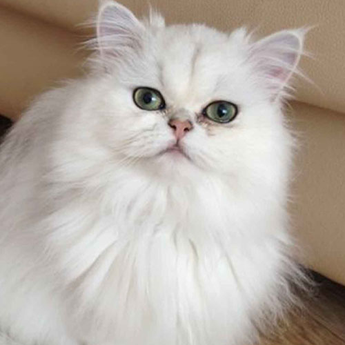 chinchilla longhair