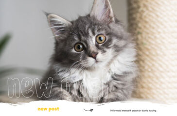 jenis-jenis-kucing-yang-banyak-dipelihara