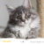 jenis-jenis-kucing-yang-banyak-dipelihara