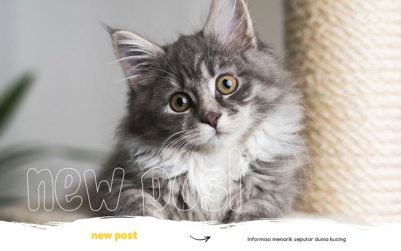 jenis-jenis-kucing-yang-banyak-dipelihara