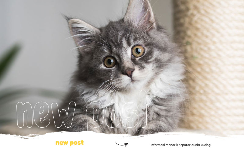 jenis-jenis-kucing-yang-banyak-dipelihara