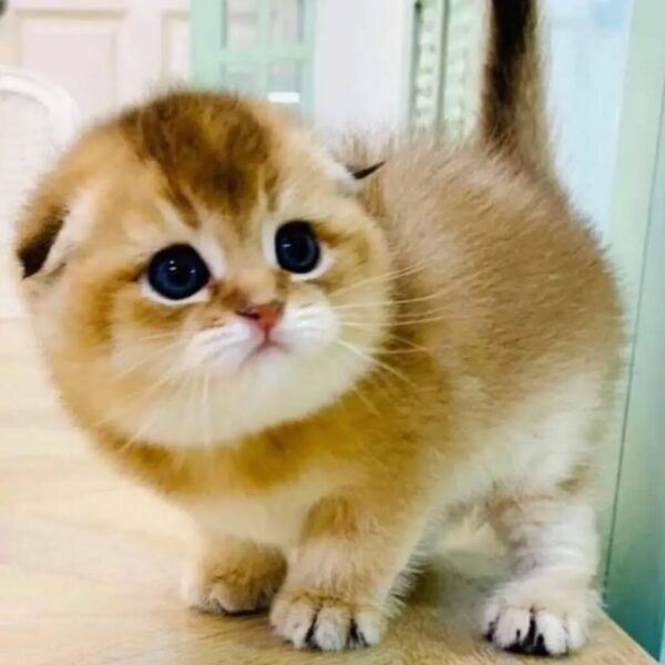 Kucing - Gambar 2