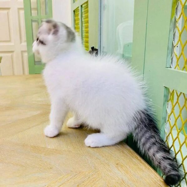Kucing