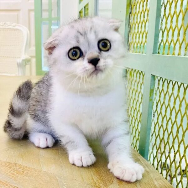 Kucing