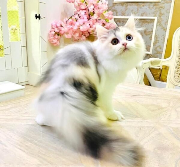 Kucing - Gambar 2
