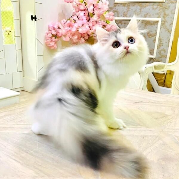 Kucing