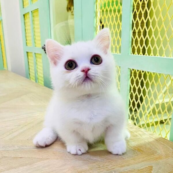 Kucing