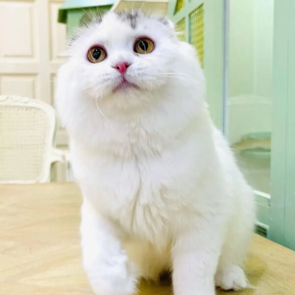 Kucing - Gambar 2