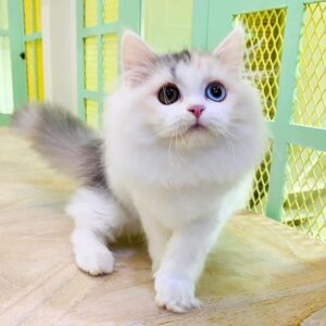 Kucing