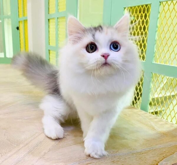Kucing