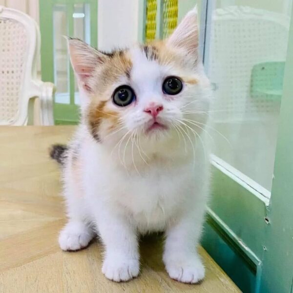 Kucing