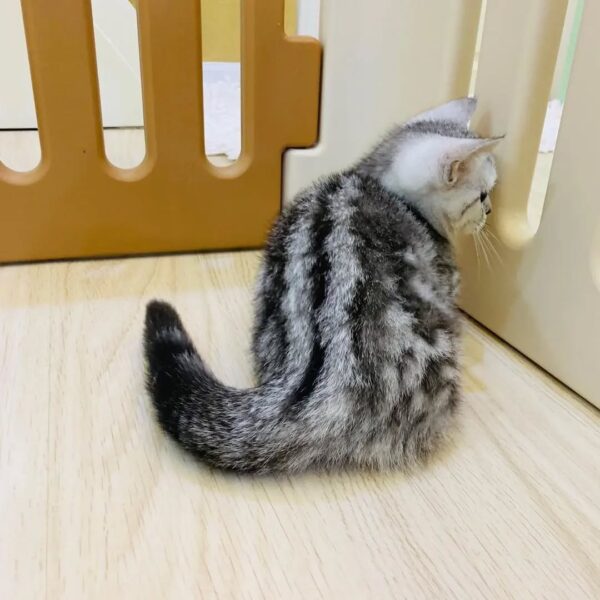 Kucing - Gambar 3