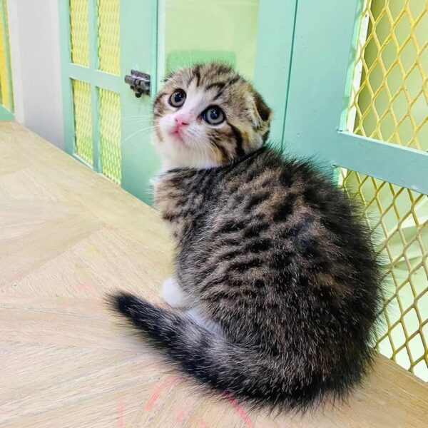 Kucing
