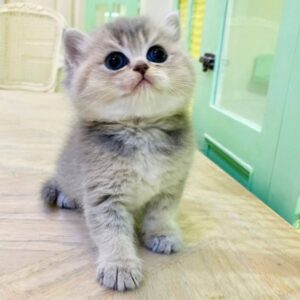 Kucing