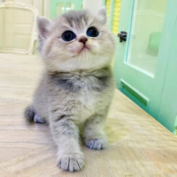 Kucing