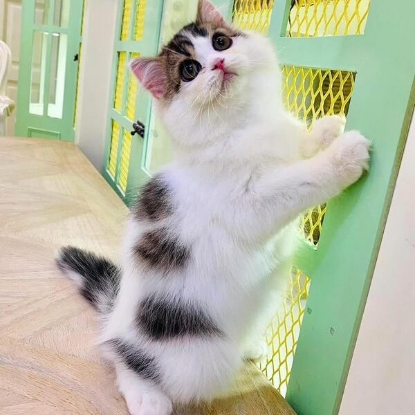Kucing