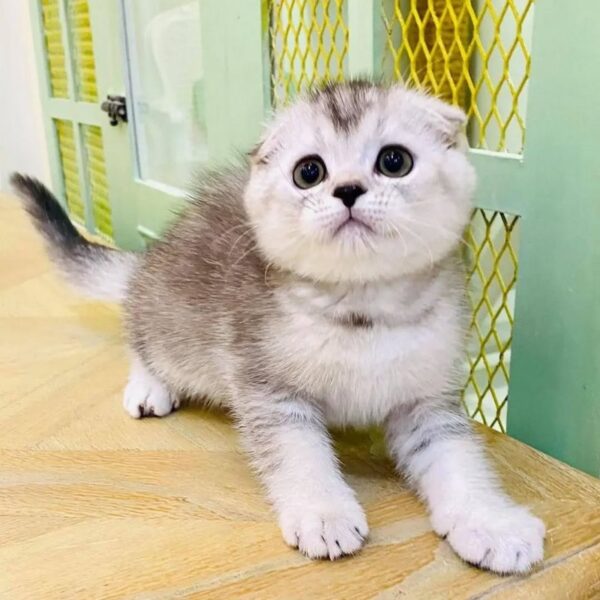 Kucing