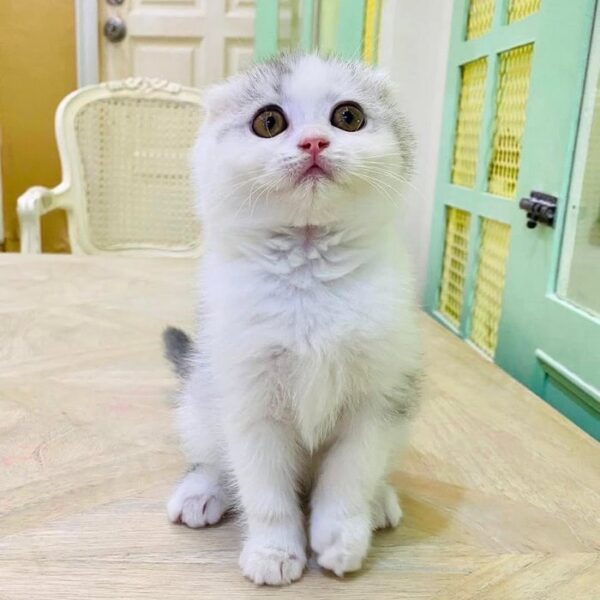 Kucing