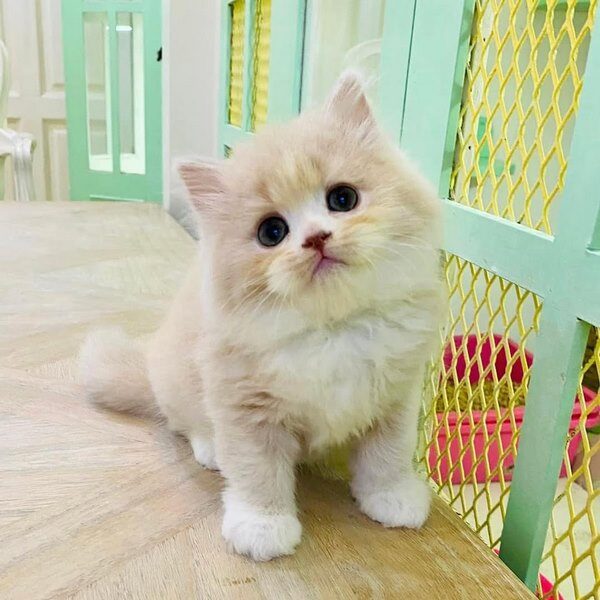 Kucing