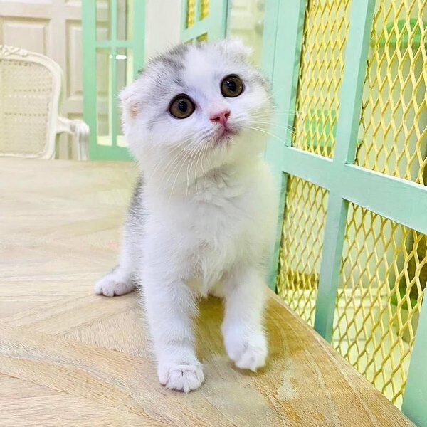 Kucing